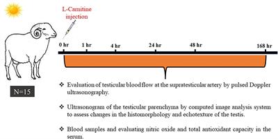 Exogenous L-carnitine Administration Ameliorates the Adverse Effects of Heat Stress on Testicular Hemodynamics, Echotexture, and Total Antioxidant Capacity in Rams